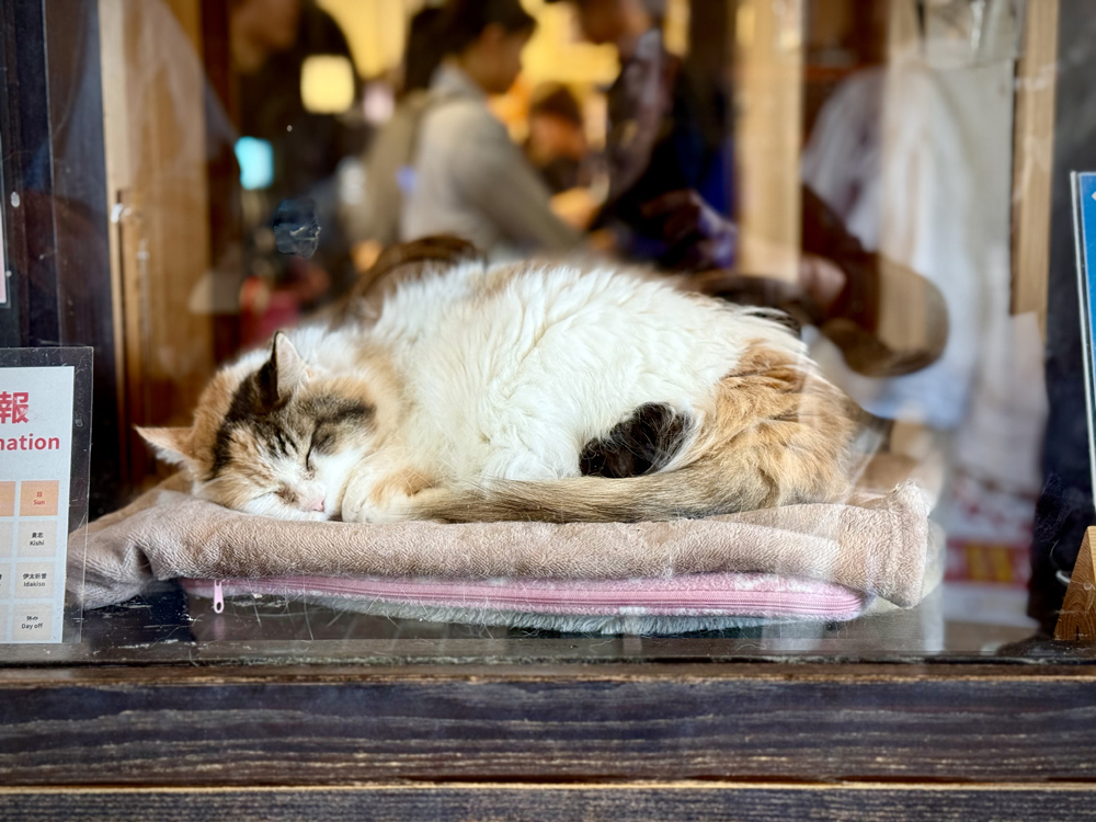 和歌山電鐵貴志駅駅長にたま