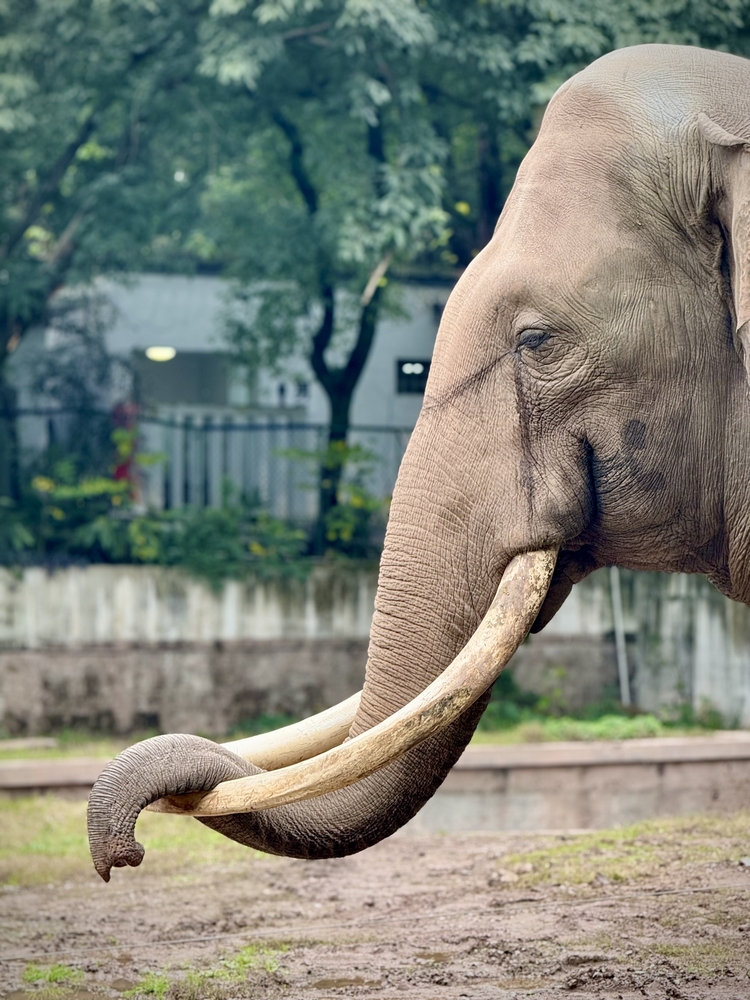 重慶動物園の象