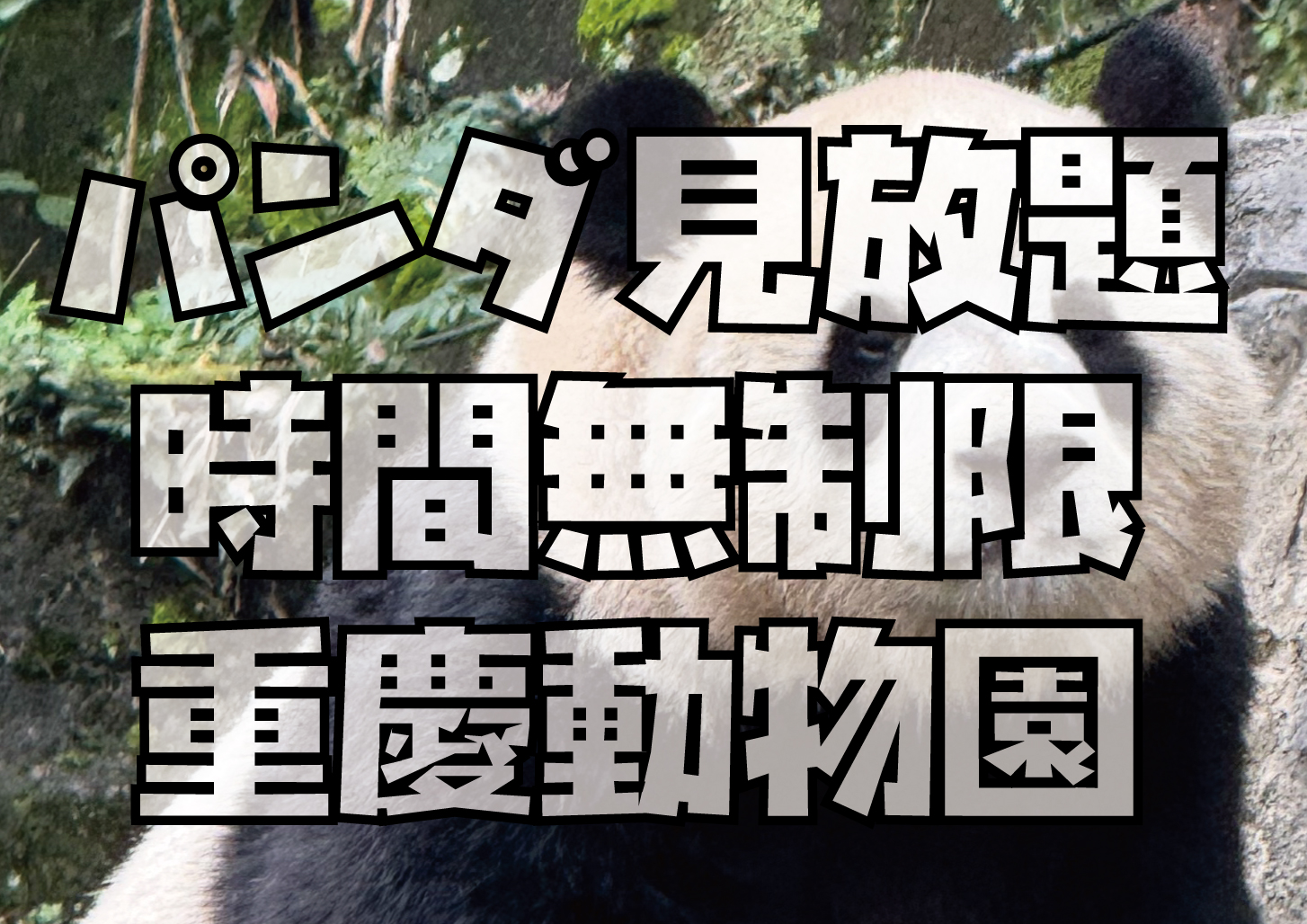 中国重慶動物園のパンダ