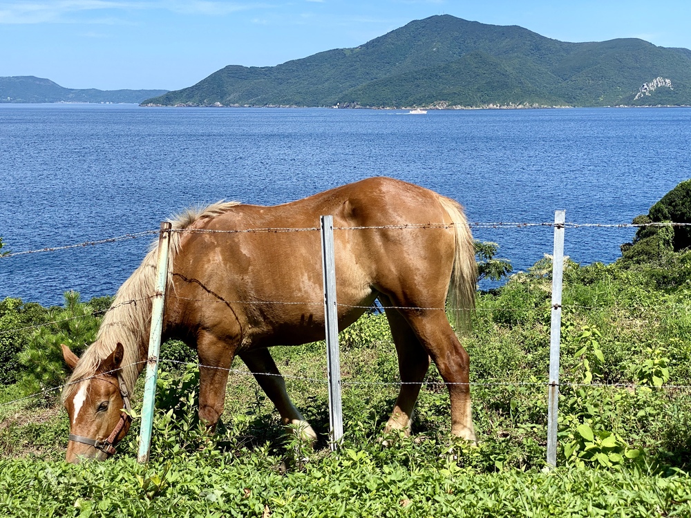 放牧されている馬