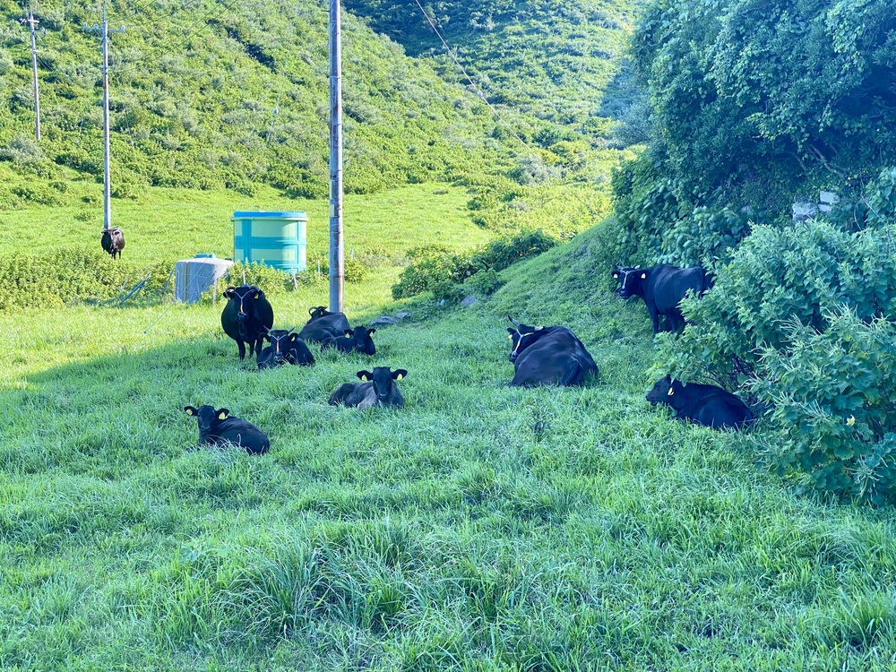 隠岐西ノ島珍崎にいた牛たち