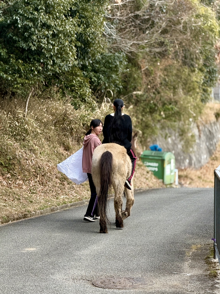 吉川八幡神社神馬いづめ