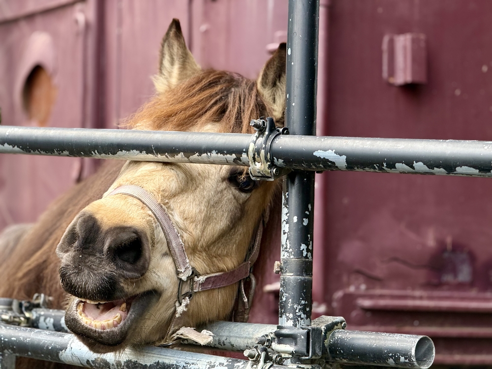 吉川八幡神社神馬いづめ